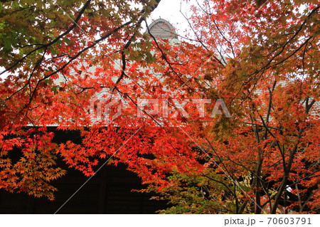 多門院の紅葉 70603791