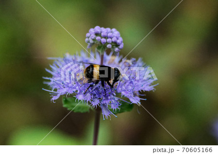 訪花昆虫　オオハナアブ 70605166