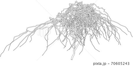 Outline a dried shrub without leaves Outline a dried shrub without leaves 70605243