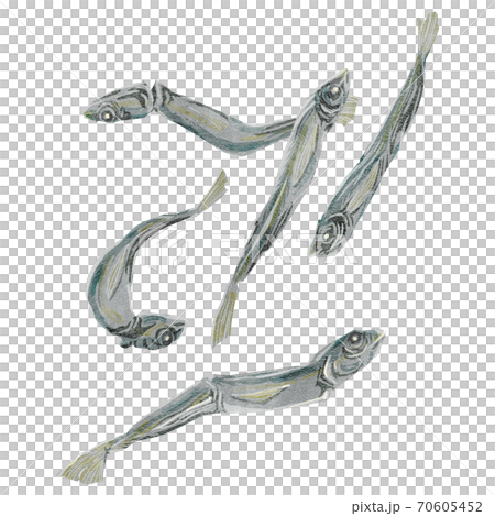 Niboshi watercolor style illustration 70605452