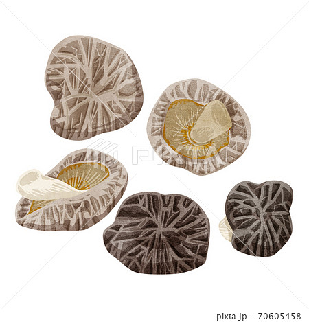 干し椎茸の水彩風イラスト 70605458