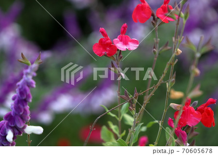 チェリーセージ 70605678