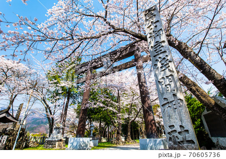 山梨県富士河口湖町　冨士御室浅間神社の桜 70605736