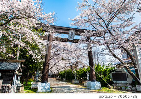 山梨県富士河口湖町 冨士御室浅間神社の桜 山梨県富士河口湖町 冨士御室浅間神社の桜 70605738