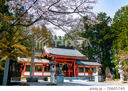 山梨県富士河口湖町　冨士御室浅間神社の桜 70605740