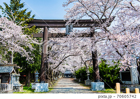 山梨県富士河口湖町 冨士御室浅間神社の桜の写真素材 [70605742] - PIXTA