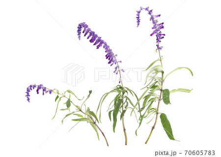 アメシストセージ 70605783