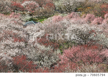 いなべ市梅林公園 いなべ市農業公園 の写真素材