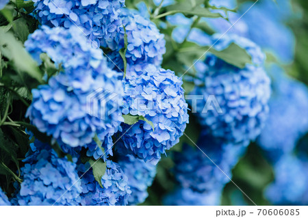 法多山のあじさい 70606085