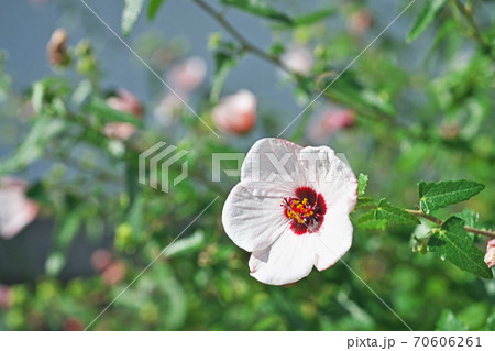 白いタカサゴフヨウの花 70606261