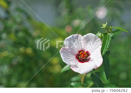白いタカサゴフヨウの花 白いタカサゴフヨウの花 70606262