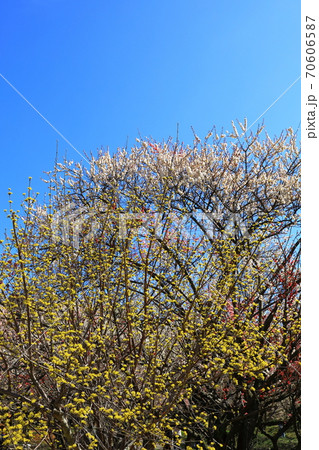 青空と梅の花 70606587