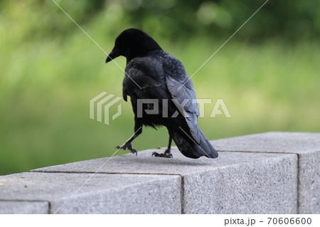 片足立ちのからす 片足立ちのからす 70606600