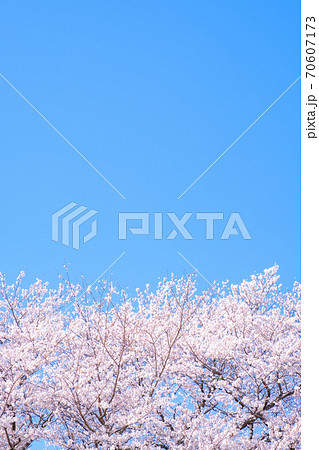 桜と青空(権現堂桜堤にて) 桜と青空(権現堂桜堤にて) 70607173