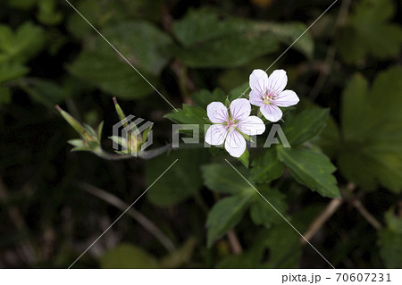 ゲンノショウコ 70607231