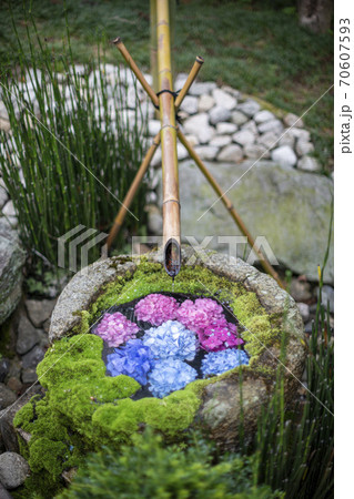 京都府長岡京市にある楊谷寺のアジサイの花を浮かべた手水場の写真素材