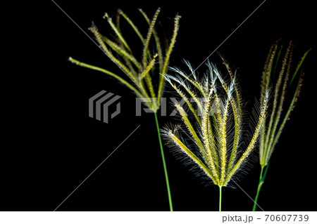 Flower of Swallen Finger grass 70607739