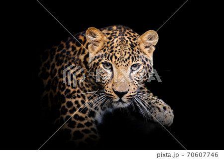 Leopard isolated on black background Leopard isolated on black background 70607746