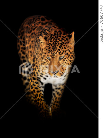 Leopard isolated on black background 70607747