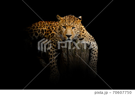 Leopard isolated on black background 70607750