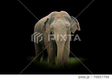 Elephant isolated on black background 70607766