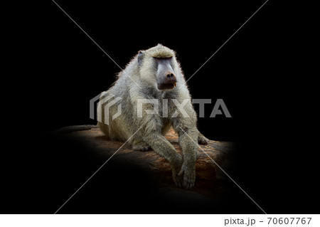 Monkey isolated on black background 70607767