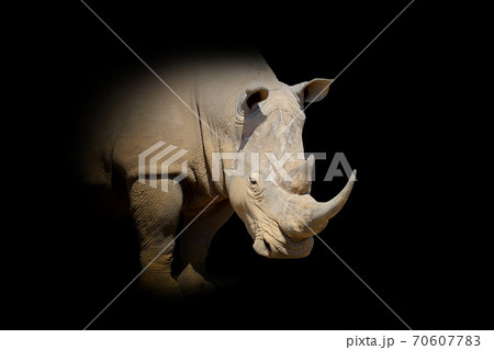 Rhino isolated on black background 70607783