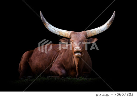 Ankole Watusi Longhorn isolated on black background Ankole Watusi Longhorn isolated on black background 70607802