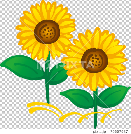 向日葵 70607987