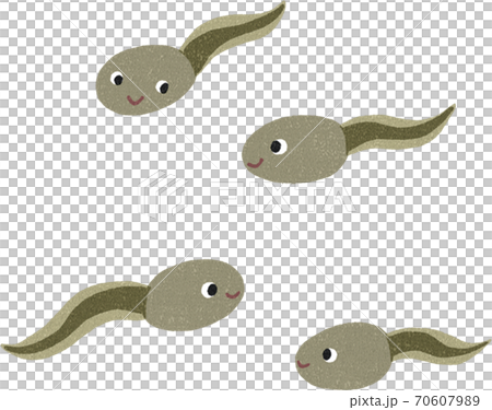 おたまじゃくし 70607989