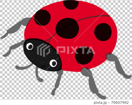 テントウムシ テントウムシ 70607992