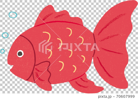 金魚 70607999