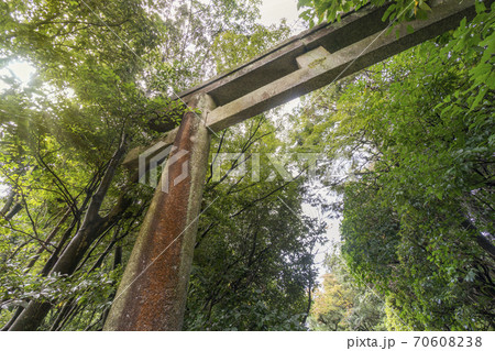 金地院　東照宮への参道の鳥居 70608238