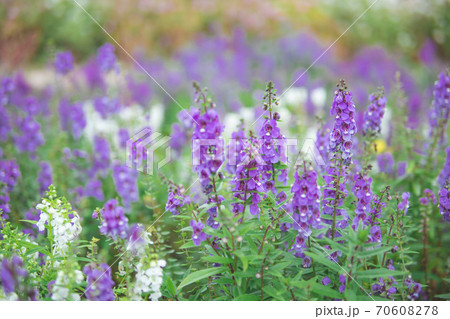 ラベンダーの花畑2 ラベンダーの花畑2 70608278