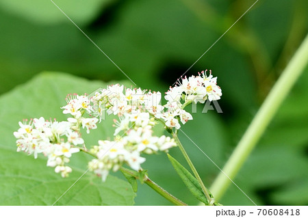秋の花:しゅくこんそば&しゃくちりそば:天の川の土手 秋の花:しゅくこんそば&しゃくちりそば:天の川の土手 70608418