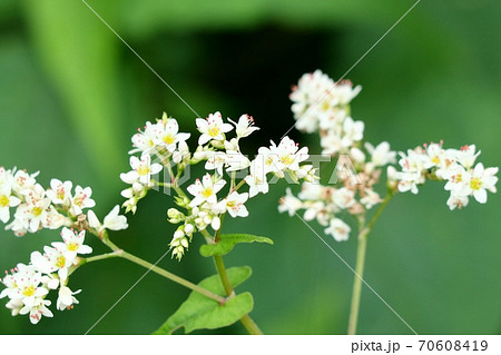 秋の花 しゅくこんそば しゃくちりそば 天の川の土手の写真素材