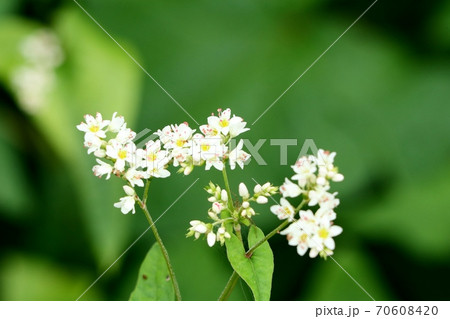 秋の花 しゅくこんそば しゃくちりそば 天の川の土手の写真素材