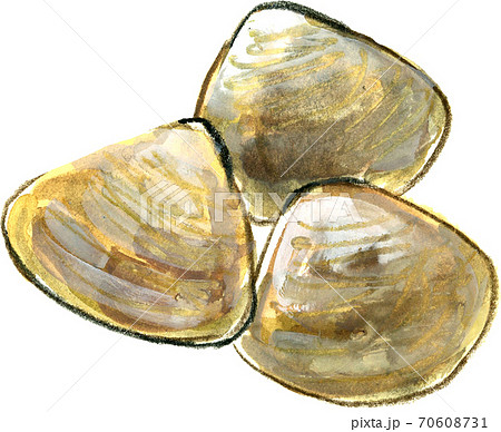 ハマグリ 70608731