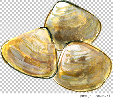 ハマグリ 70608731