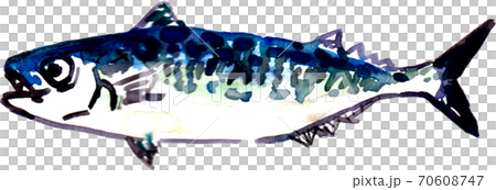 Mackerel 70608747
