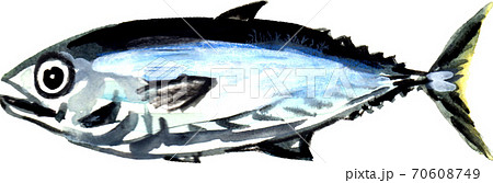 マグロ 70608749