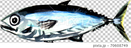 マグロ 70608749