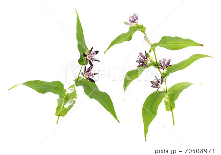 ホトトギス 70608971