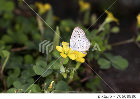 ヤマトシジミ 70608980