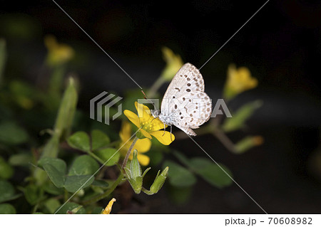 ヤマトシジミ 70608982