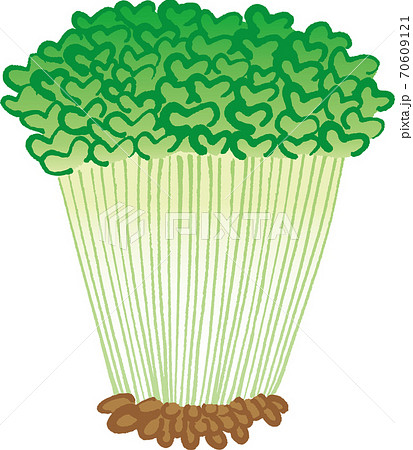 カイワレ大根 70609121