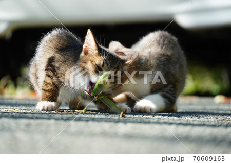 可愛い野良猫仔猫がカマキリを食べる 70609163