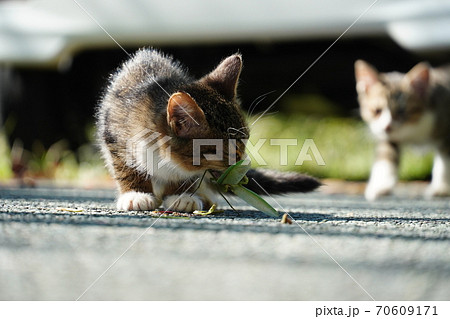 可愛い野良猫仔猫がカマキリを食べるの写真素材