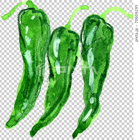 ししとう 70609295