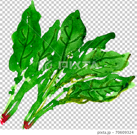 ホウレンソウのイラスト素材